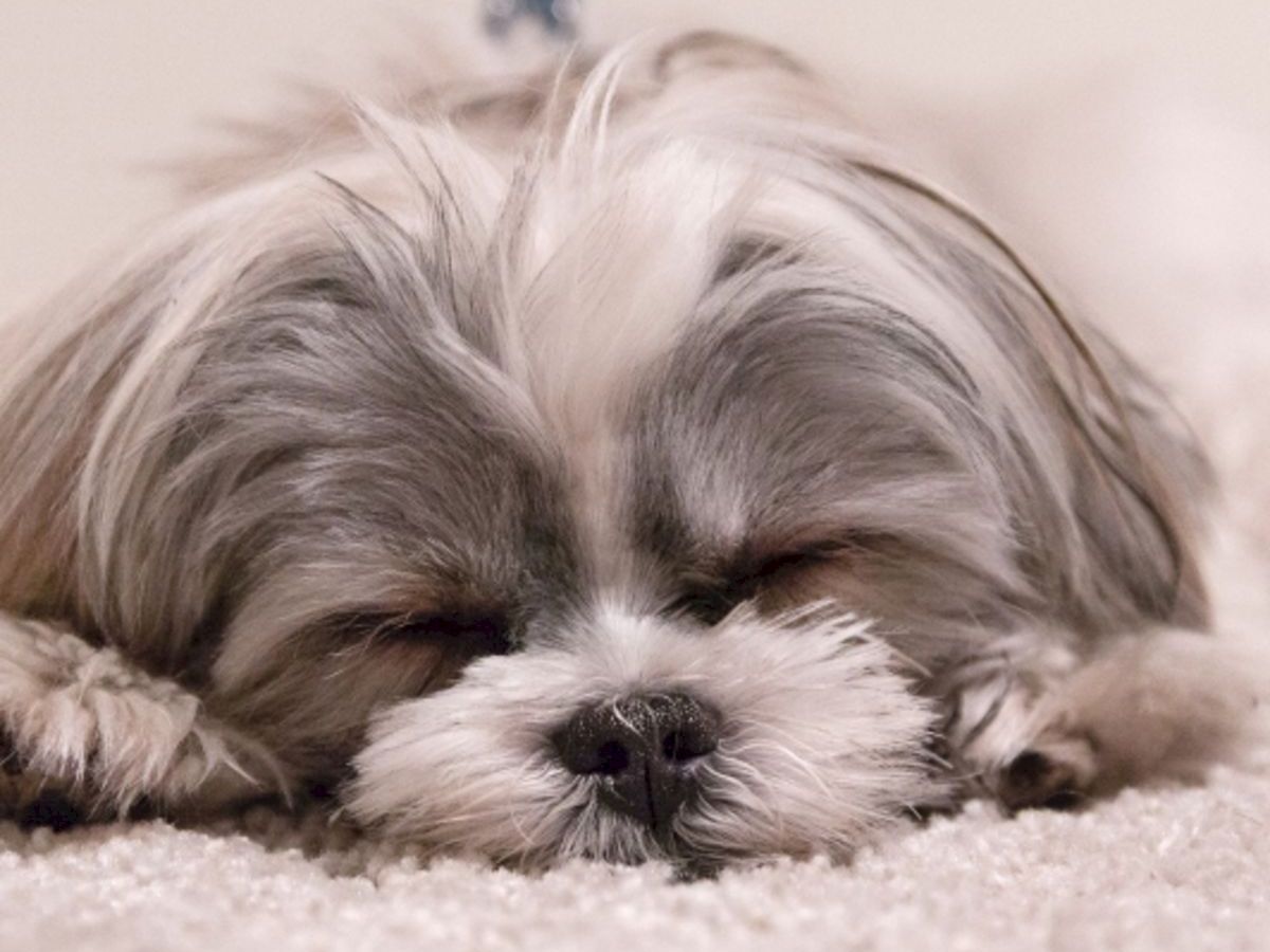 A small, fluffy dog is sleeping peacefully on a soft, carpeted surface, showcasing its adorable and relaxed nature.